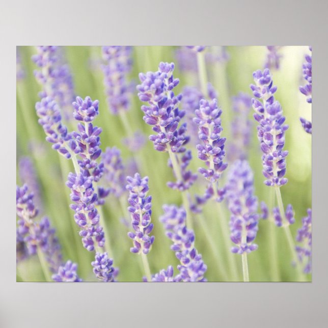 USA, WA, Squim, Lavendar (Selective Focus) Poster (Front)