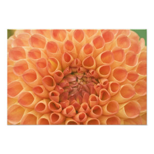 USA, Washington, Bellevue, Bellevue Botanical 3 Photo Print