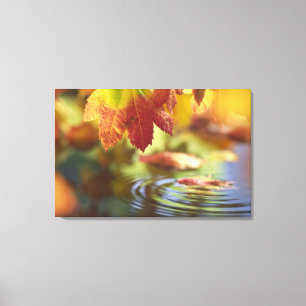 USA, Washington, Bellingham, Close-up of autumn Canvas Print