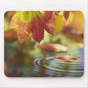 USA, Washington, Bellingham, Close-up of autumn Mouse Pad