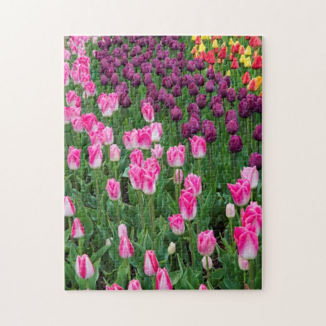 USA, Washington. Blooming Tulips Jigsaw Puzzle (Vertical)