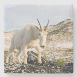USA, Washington, Cascade Range 3 Stone Coaster