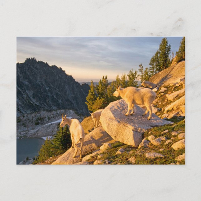 USA, Washington, Cascade Range 4 Postcard (Front)