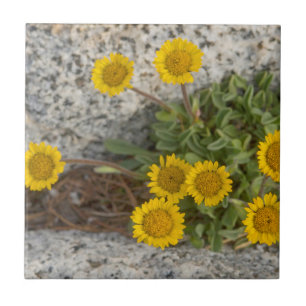 USA, Washington, Cascade Range 5 Tile