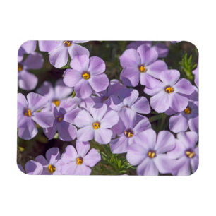 USA, Washington, Cascade Range 6 Magnet