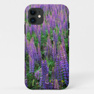 USA, Washington, Clallam County, Lupine iPhone 11 Case