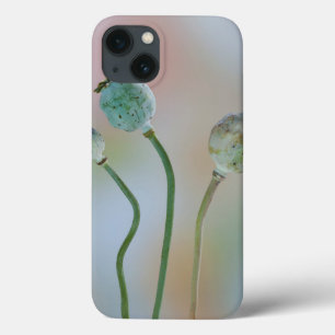 USA, Washington. Close-Up Of Colourful Poppy Seed iPhone 13 Case