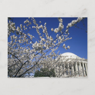 USA, Washington DC. Cherry Blossom Festival and 2 Postcard