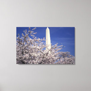 USA, Washington DC. Cherry Blossom Festival and Canvas Print