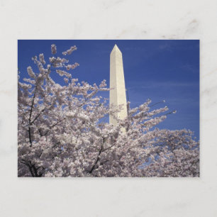 USA, Washington DC. Cherry Blossom Festival and Postcard