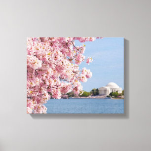 USA, Washington DC, Cherry tree Canvas Print