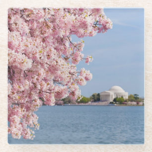 USA, Washington DC, Cherry tree Glass Coaster