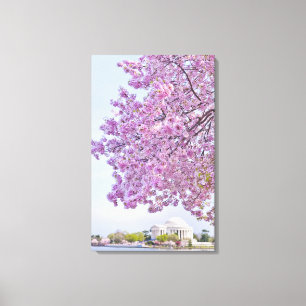 USA, Washington DC, Cherry tree in bloom Canvas Print