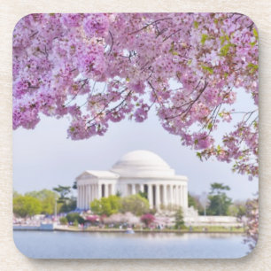 USA, Washington DC, Cherry tree in bloom Coaster