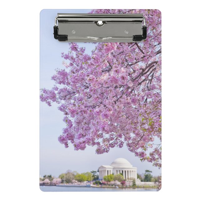 USA, Washington DC, Cherry tree in bloom Mini Clipboard (Front)