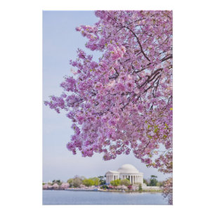 USA, Washington DC, Cherry tree in bloom Poster