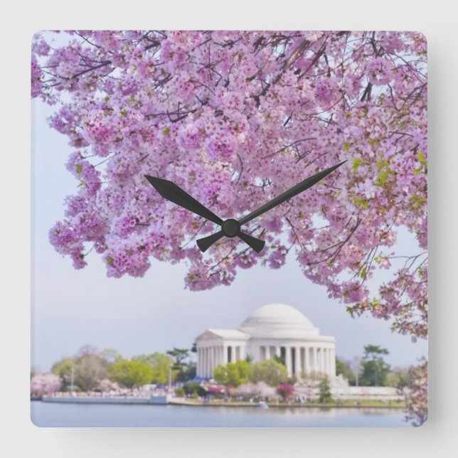 USA, Washington DC, Cherry tree in bloom Square Wall Clock (Front)