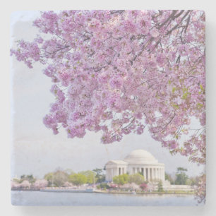 USA, Washington DC, Cherry tree in bloom Stone Coaster