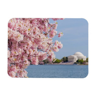 USA, Washington DC, Cherry tree Magnet