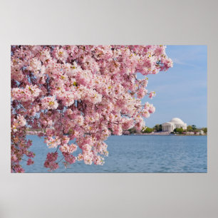 USA, Washington DC, Cherry tree Poster