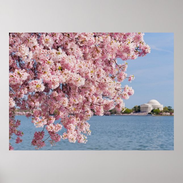 USA, Washington DC, Cherry tree Poster (Front)