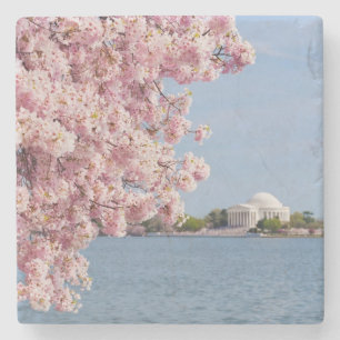 USA, Washington DC, Cherry tree Stone Coaster