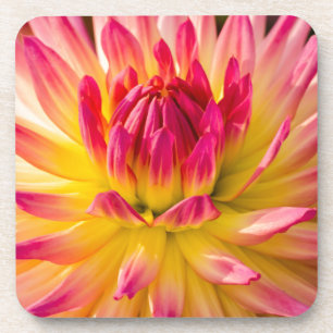 USA, Washington. Detail Of Dahlia Flower Coaster