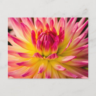 USA, Washington. Detail Of Dahlia Flower Postcard