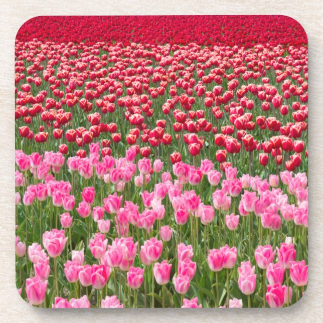 USA, Washington. Field Of Multicolored Tulips Coaster (Front)