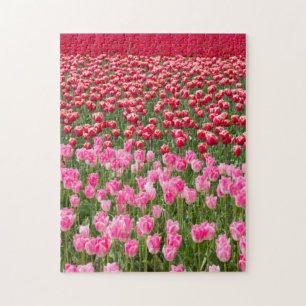 USA, Washington. Field Of Multicolored Tulips Jigsaw Puzzle