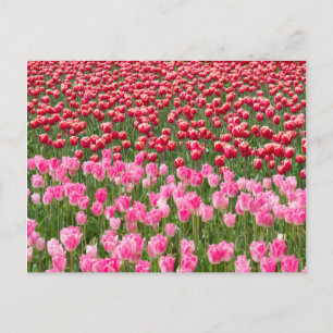 USA, Washington. Field Of Multicolored Tulips Postcard