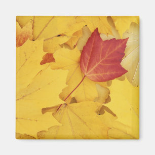 USA, Washington, Finch Arboretum, Red and Magnet