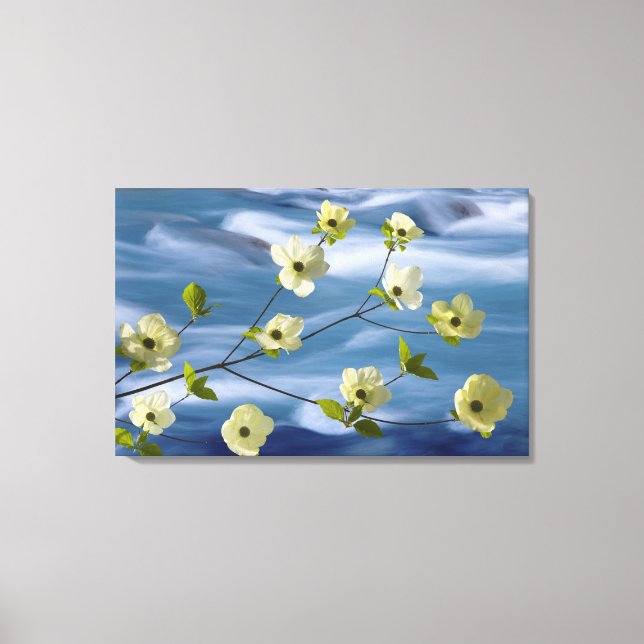 USA, Washington, Hood Canal. Pacific dogwood Canvas Print (Front)