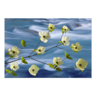 USA, Washington, Hood Canal. Pacific dogwood Photo Print