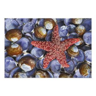 USA, Washington, Hood Canal, Seabeck. Close-up Photo Print