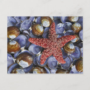 USA, Washington, Hood Canal, Seabeck. Close-up Postcard