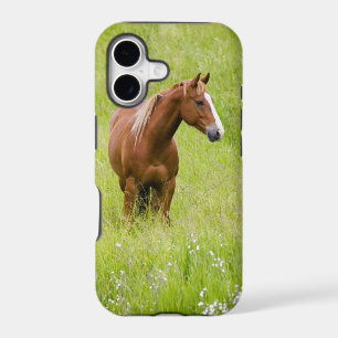 USA, Washington, Horse in Spring Field,