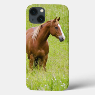 USA, Washington, Horse in Spring Field, iPhone 13 Case