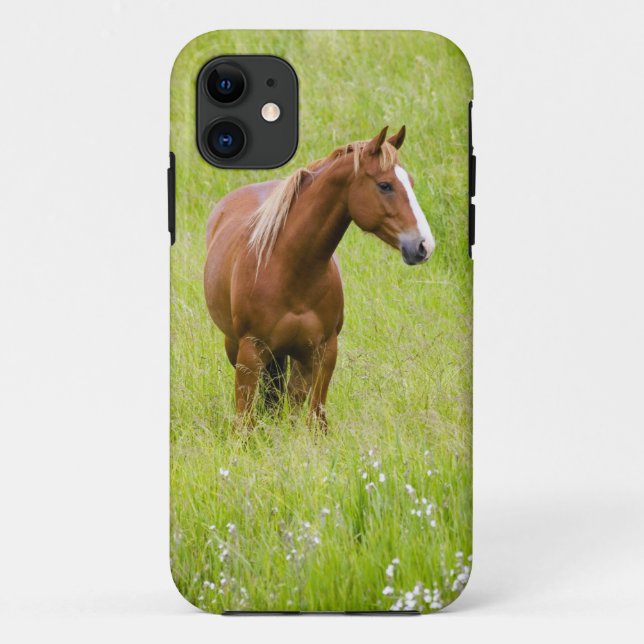 USA, Washington, Horse in Spring Field, Case-Mate iPhone Case (Back)