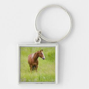 USA, Washington, Horse in Spring Field, Key Ring