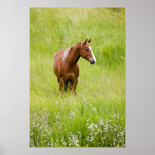 USA, Washington, Horse in Spring Field, Poster