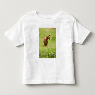 USA, Washington, Horse in Spring Field, Toddler T-Shirt