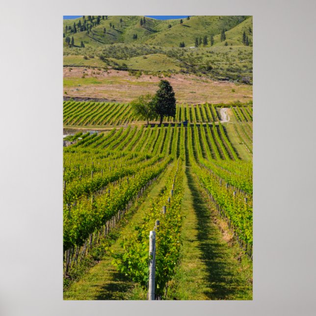 USA, Washington, Lake Chelan. Vineyard 2 Poster (Front)