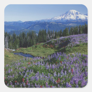 USA, Washington Mt. Adams Wilderness, Meadows Square Sticker