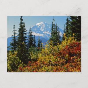 USA, Washington, Mt. Rainier National Park 2 Postcard