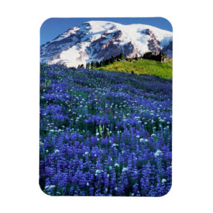 USA, Washington, Mt. Rainier National Park. Mt. Magnet