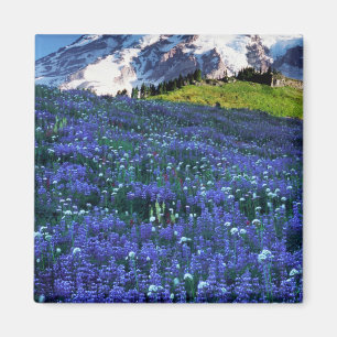 USA, Washington, Mt. Rainier National Park. Mt. Magnet