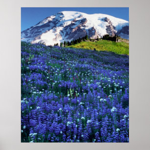 USA, Washington, Mt. Rainier National Park. Mt. Poster