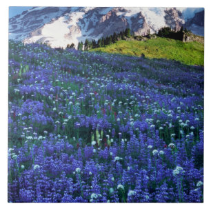 USA, Washington, Mt. Rainier National Park. Mt. Tile