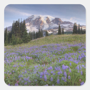USA, Washington, Mt. Rainier NP, Mt. Rainier and Square Sticker